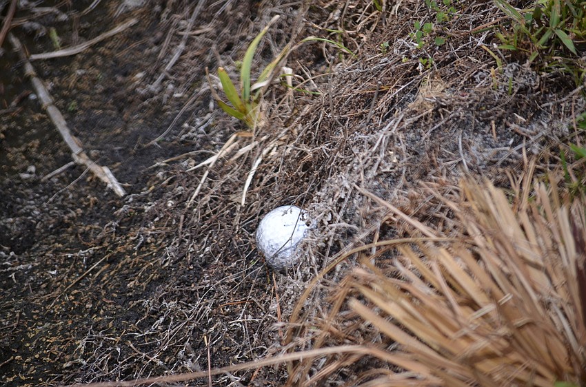 A lost golf ball on the American course's ninth hole.