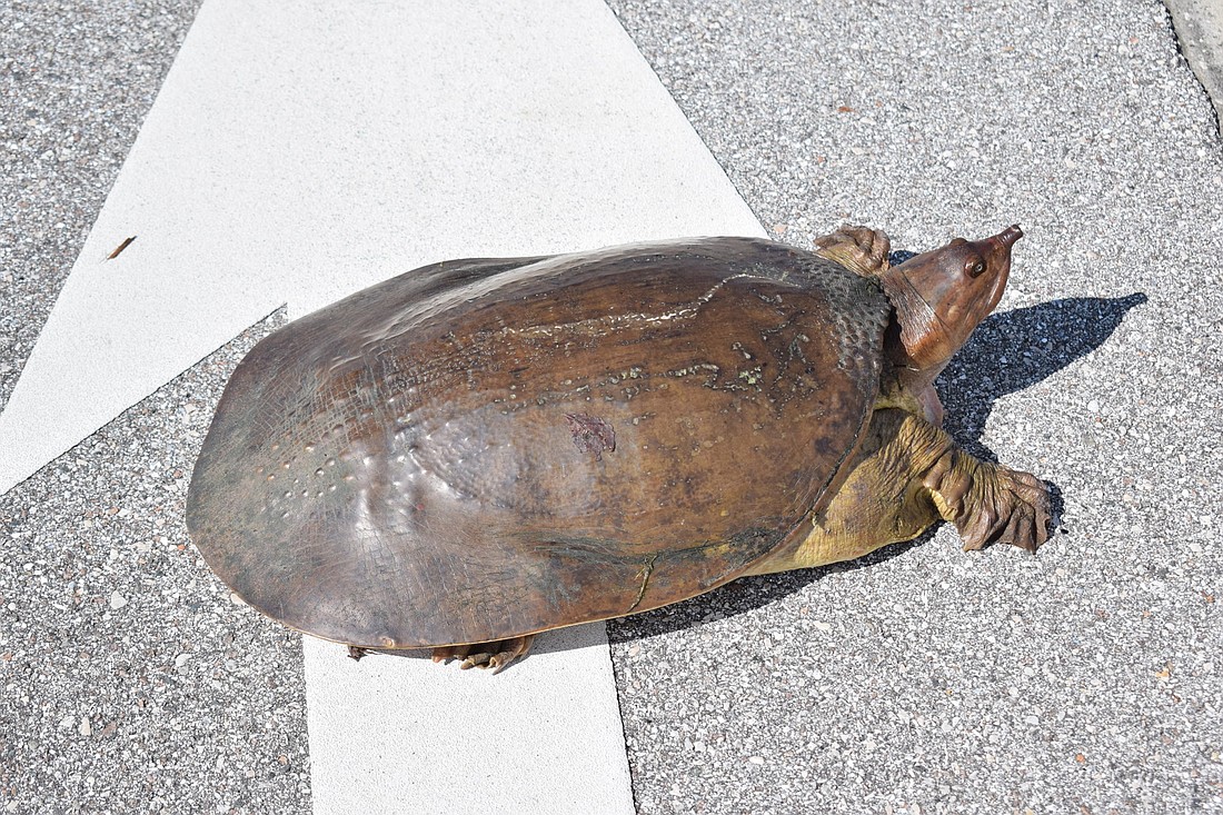This Florida softshell turtle found itself crossing traffic on White Eagle Boulevard in Lakewood Ranch.