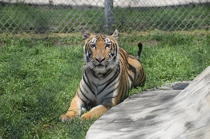 Kay Rosaire says the big cats 