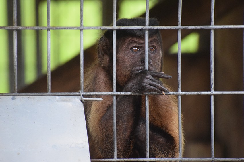 After being locked out, the public can now visit Big Cat Habitat and Gulf Coast Sanctuary, including this monkey.