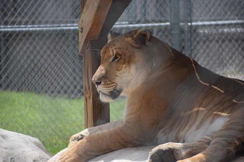 Some of the improvements added while Big Cat Habitat was closed include more shade for the big cats.