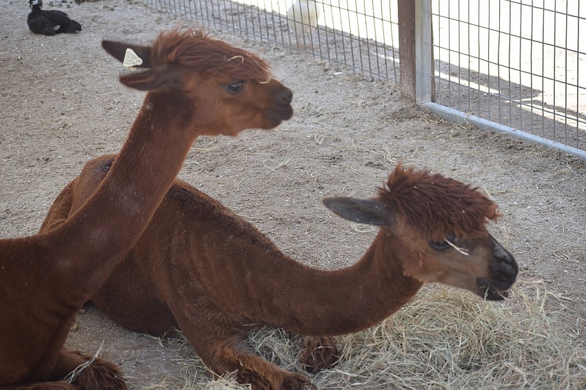 Sometimes you just need to do a double-take at the sanctuary.