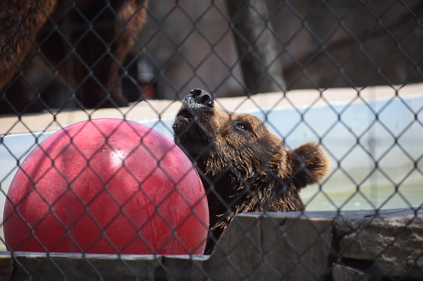 Visitors are once again to enjoy the playful bears.