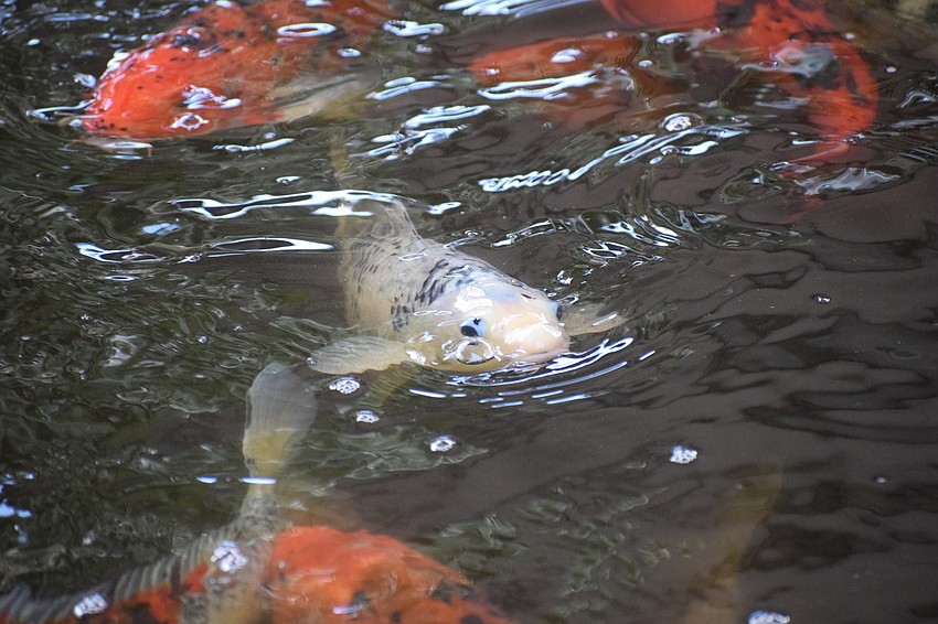 Don't be coy, everyone loves a colorful fish.