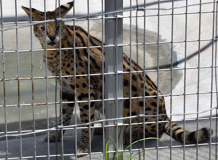 The leopard keeps an eye on visitors who are paying for a treat.