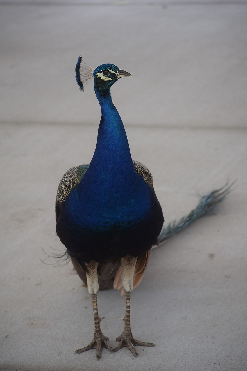 The Big Cat Habitat workers are proud as peacocks with the improvements they have added.