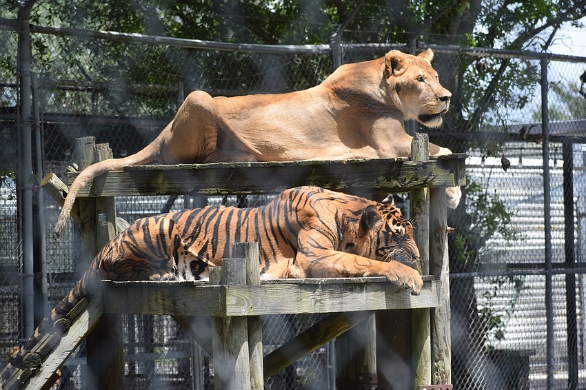 Bunk beds for big cats.