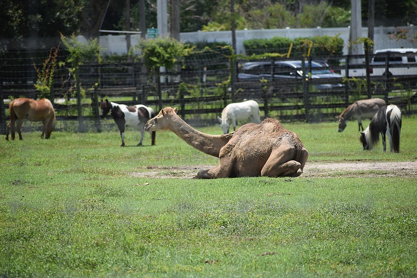The sanctuary appears to have made it over the financial hump caused by the coronavirus.