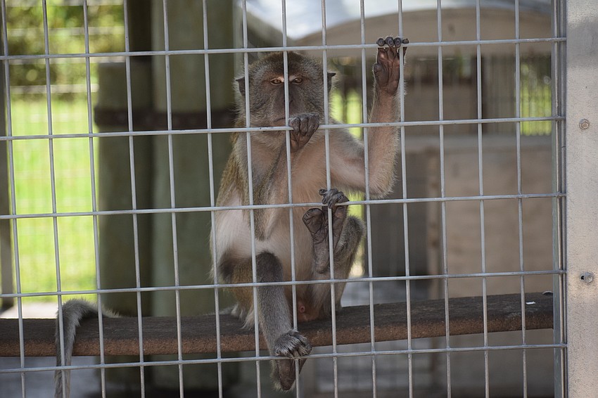 The sanctuary wanted to put its best foot forward when it reopened this week.