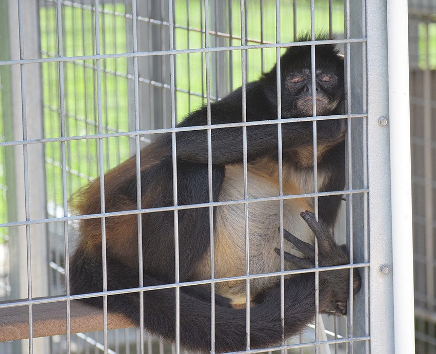 Phase 2 guidelines are in place at Big Cat Habitat.