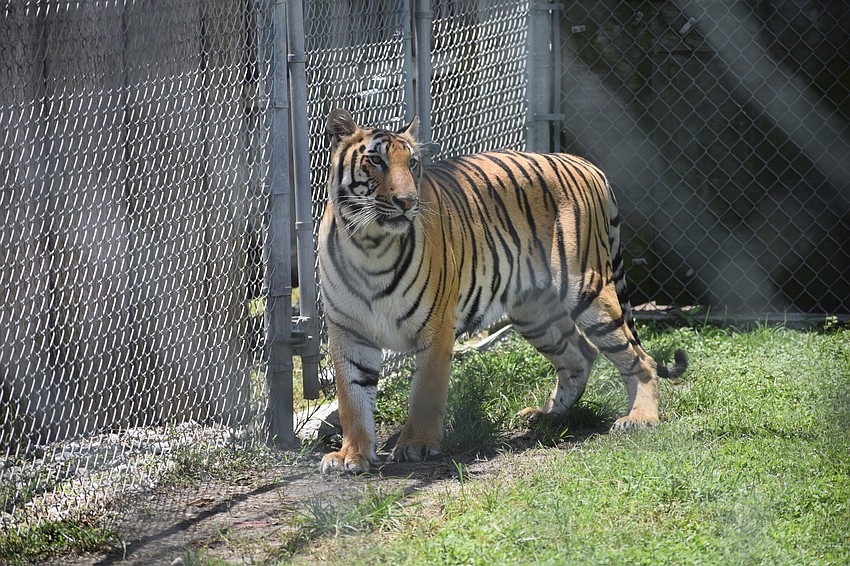 Several donors from the public stepped forward to provide food for the big cats during the shutdown.