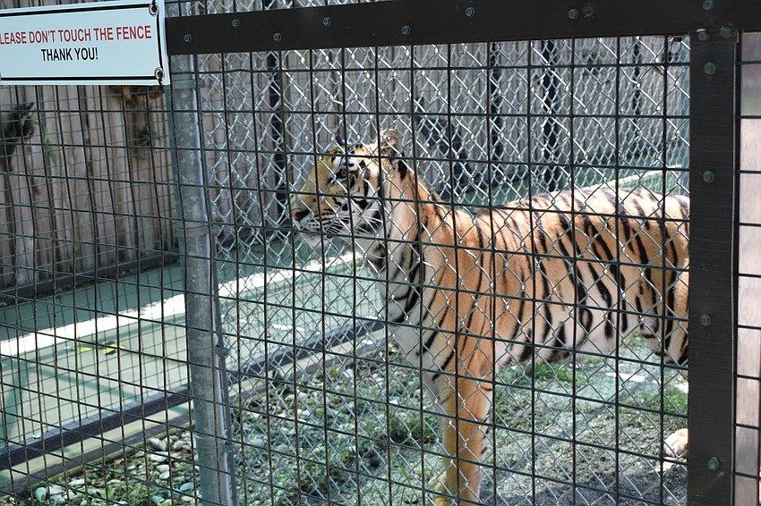 Probably not a good idea to touch the fence.