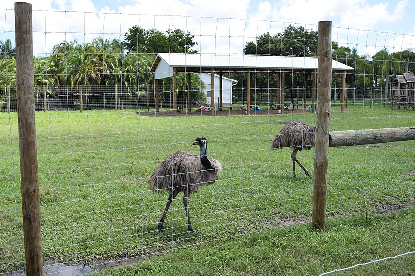 Emus greet those who visit Big Cat Habitat.