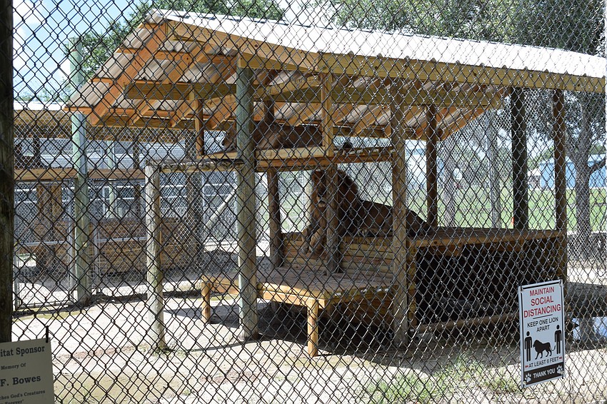 One of the structures built during the shutdown provides shade for the lions.