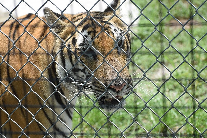 Admissions to Big Cat Habitat help provide a safe, loving home for exotic animals.