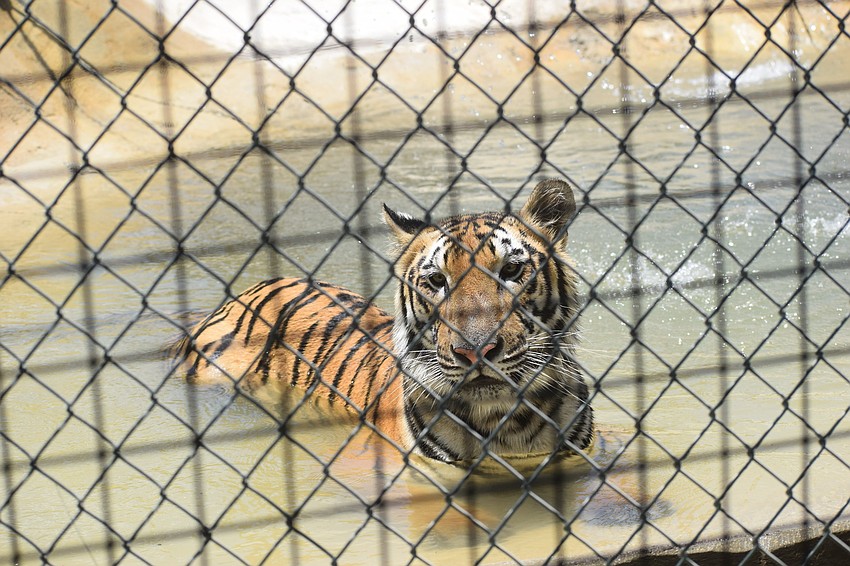 With the visitors washing their hands more often, the tigers probably feel they need to take extra baths.