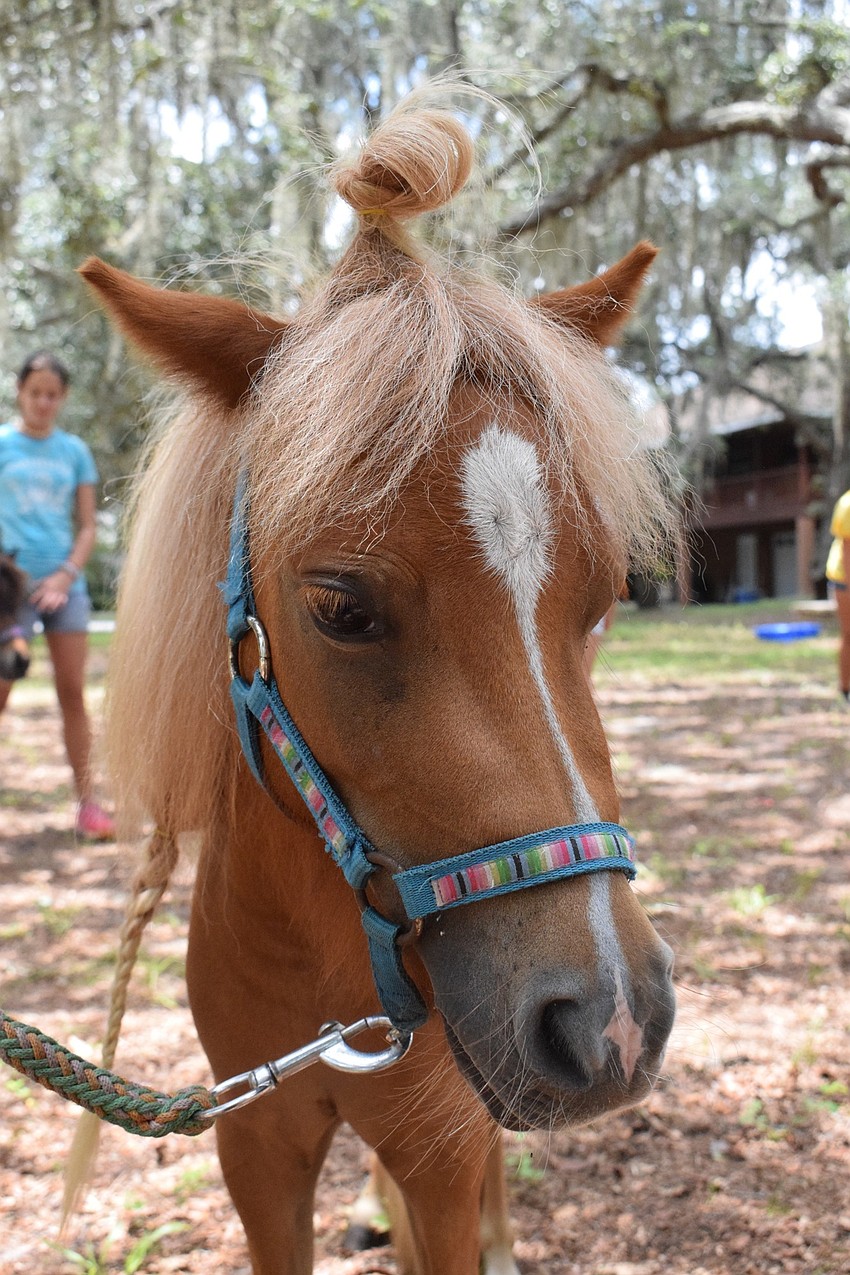 Summer shows off a stylish bun, which 12-year-old camper Katie Curulla made using Summer's mane.