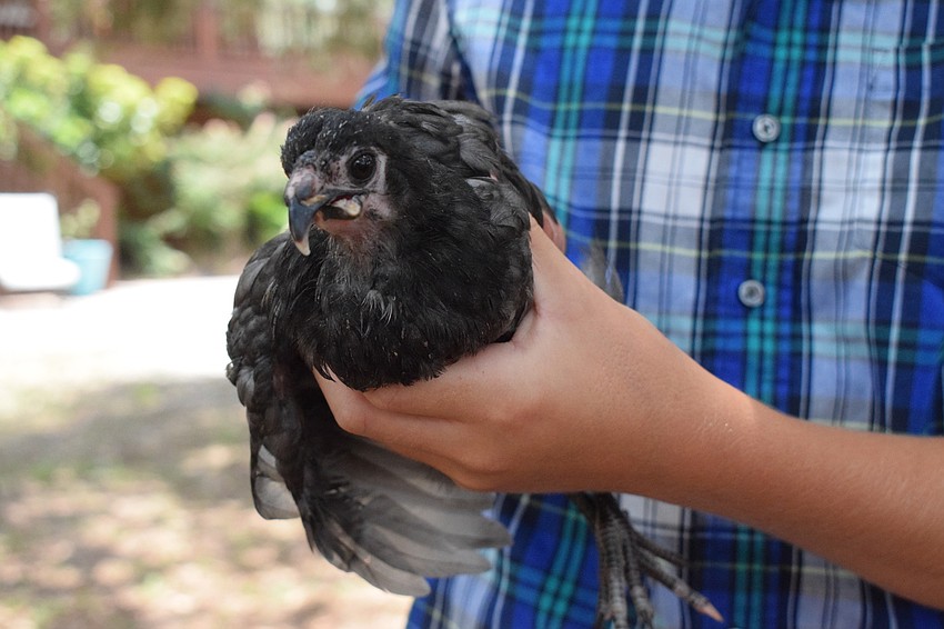 Campers take turns hand feeding Scoop, a chicken with scissor beak.