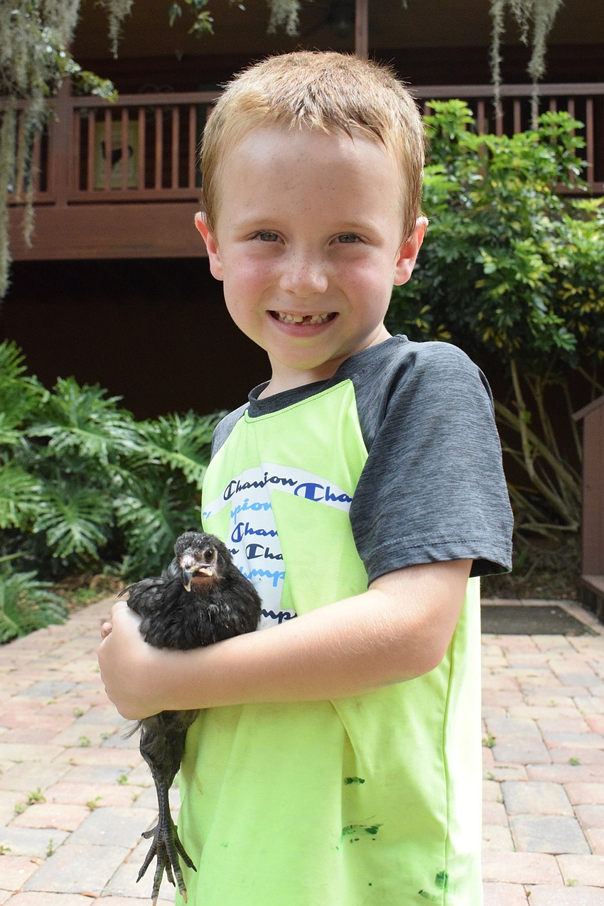 Ashton Lindauer, a 6-year-old camper, holds a chicken for the first time. Scoop, the chicken, nestles into Lindauer's hands.