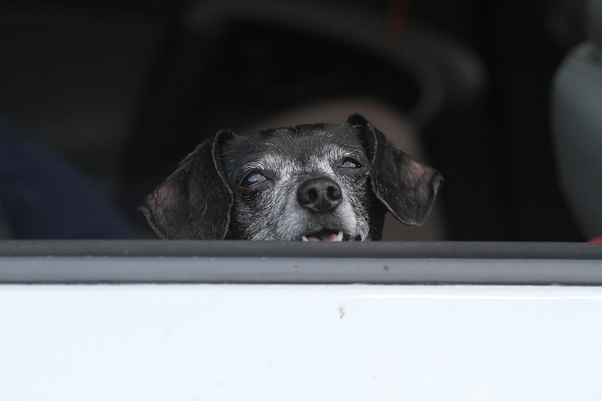 Ruby the dog was ready to celebrate
