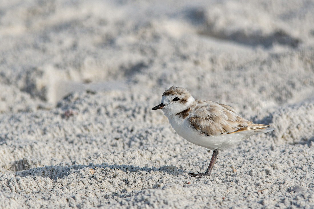 Predators and development have harmed snowy plovers&#39; ability to nest in peace.
