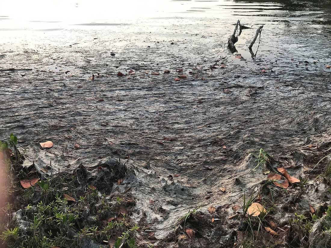 Sarasota Bay is pictured Tuesday, July 14, 2020, near Susan Veshosky&#39;s home on Spanish Drive North. She does not think the "foul" smell is related to the June sewage break. Photo Courtesy of Susan Veshosky.