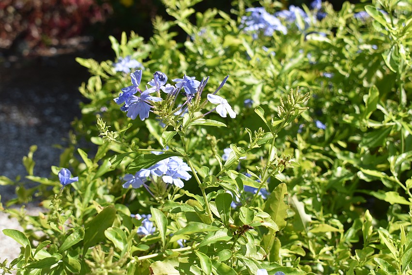 Blue daze on a bush at the park's front.