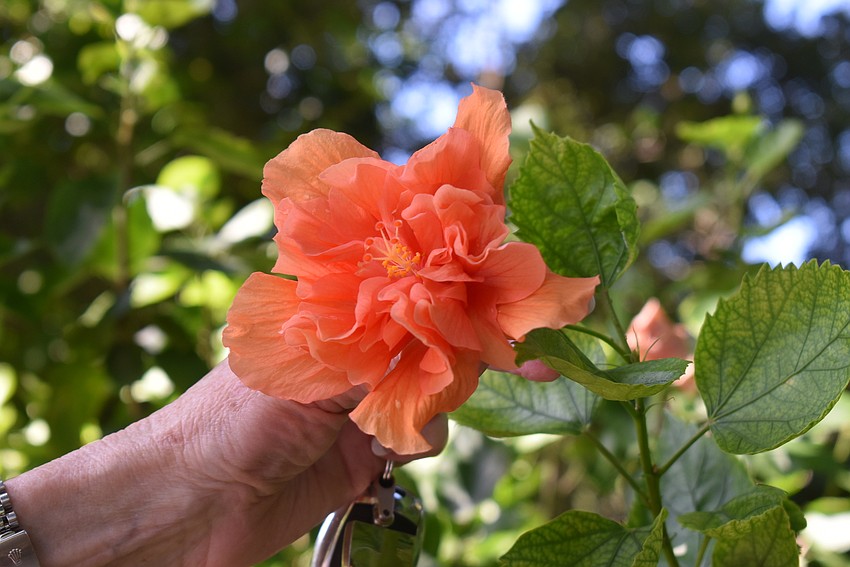 An orange hybridized hibiscus.