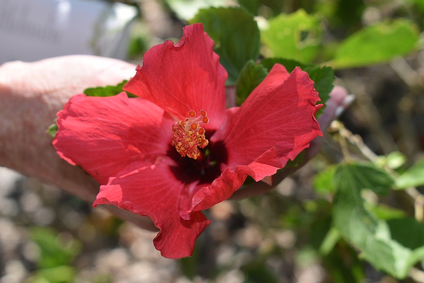 A traditional red hibiscus.