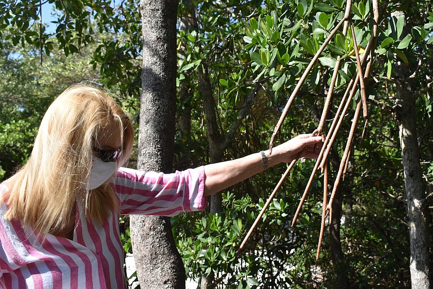 Susan Phillips points out mangrove roots.