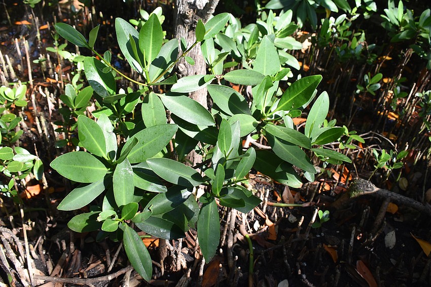 Mangrove leaves are easy to spot once you know what to look for.
