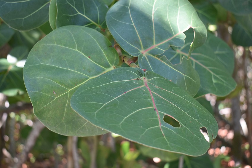 Sea grape leaves.
