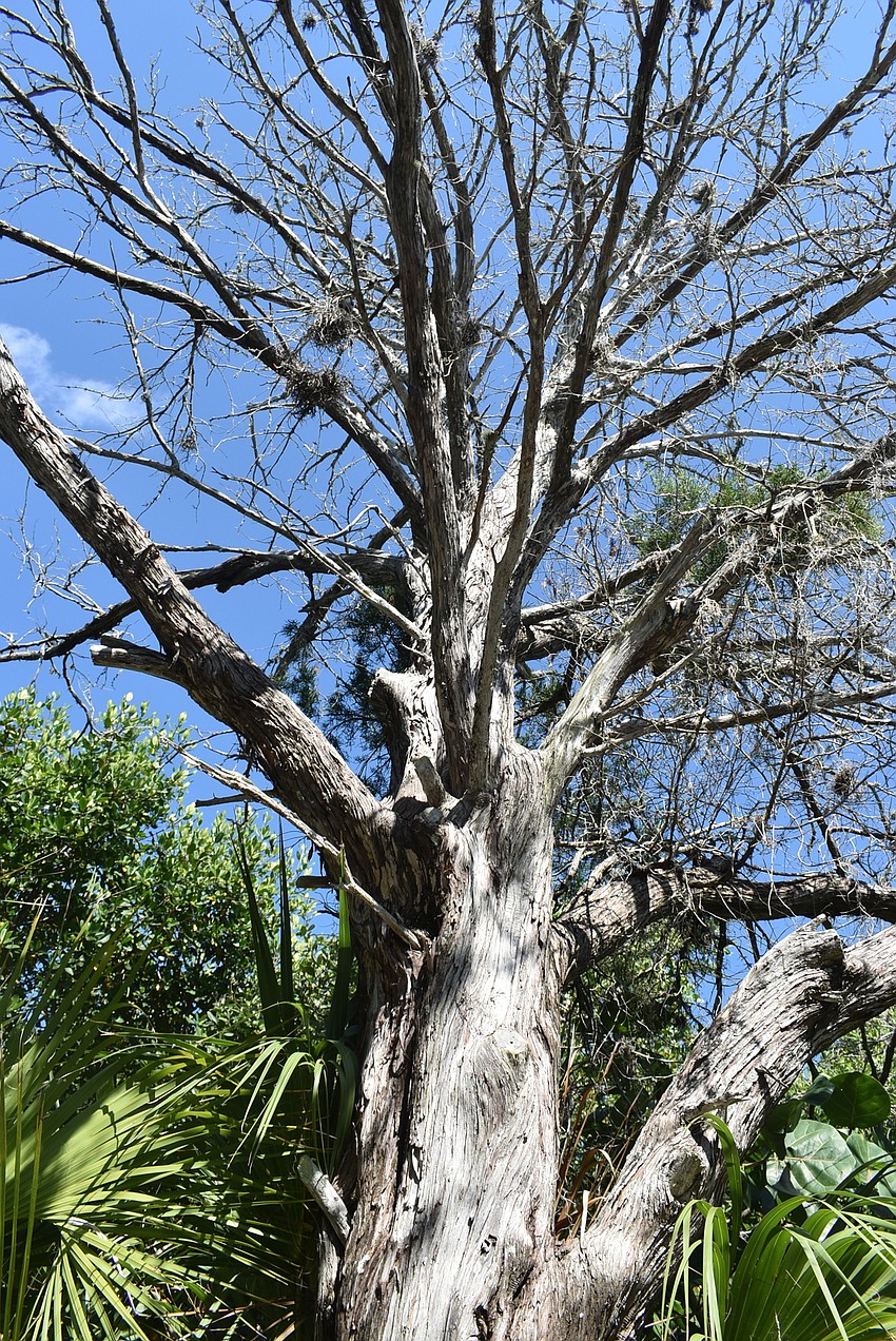 A towering cedar tree.