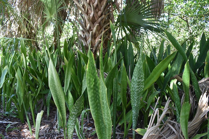 Leaves of the snake plant, or as Susan Phillips knows it, mother-in-law tongue.