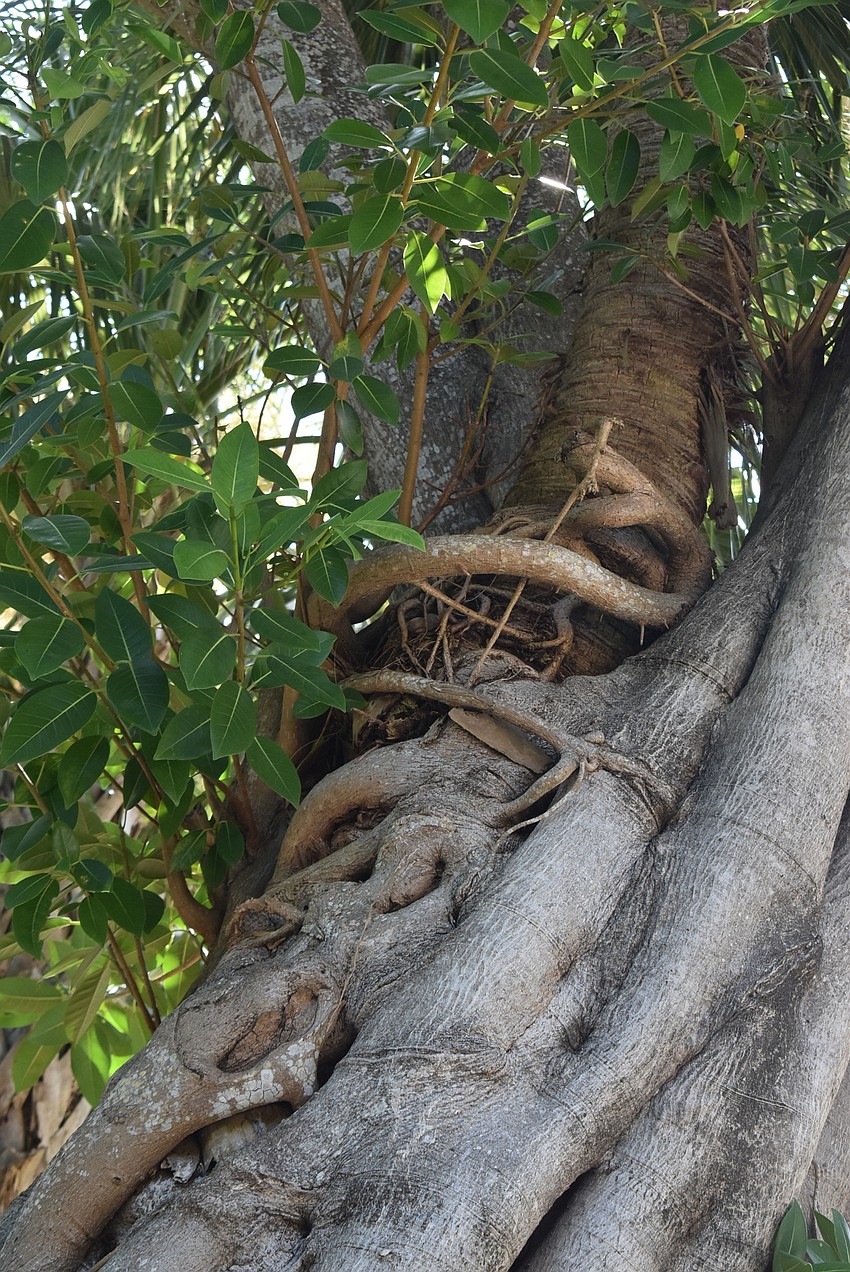 The host palm can barely be seen among the strangler fig.