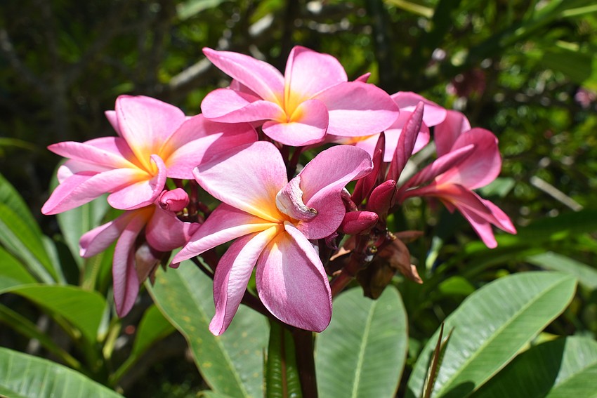 Frangipangi flowers flourish at the front.