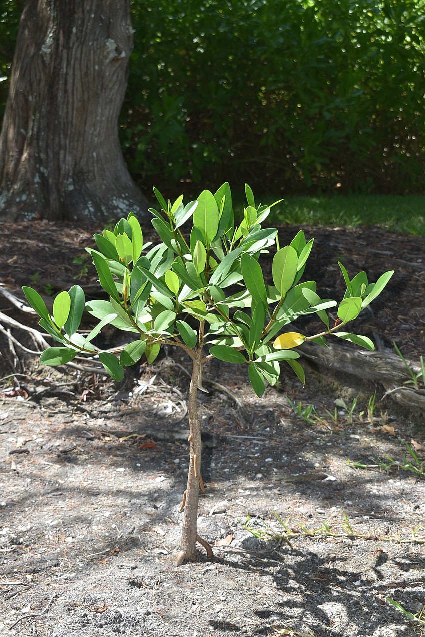 A tiny mangrove begins its upward journey.