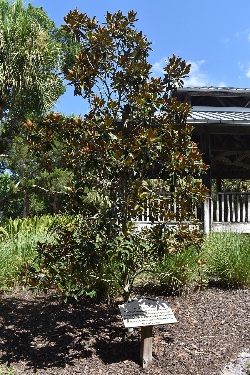 The magnolia tree dedicated to James P. Durante, whose contributions helped develop the park. It was named for his late wife.