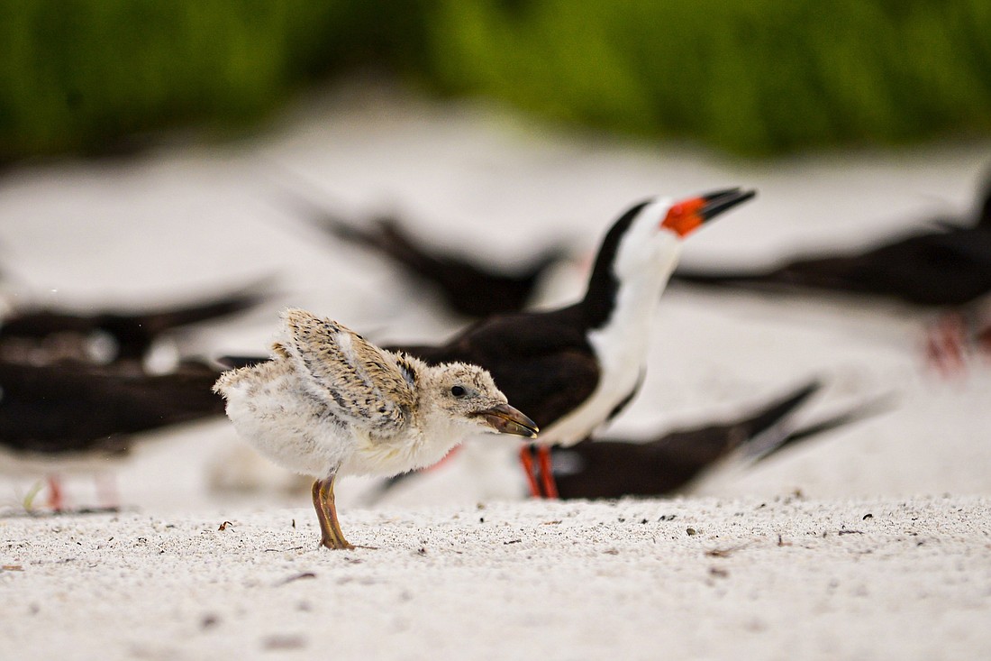 The light coloration of flightless Black Skimmer chicks helps protect them from predators by allowing them to blend into the sand-scape. (Photo by Miri Hardy)