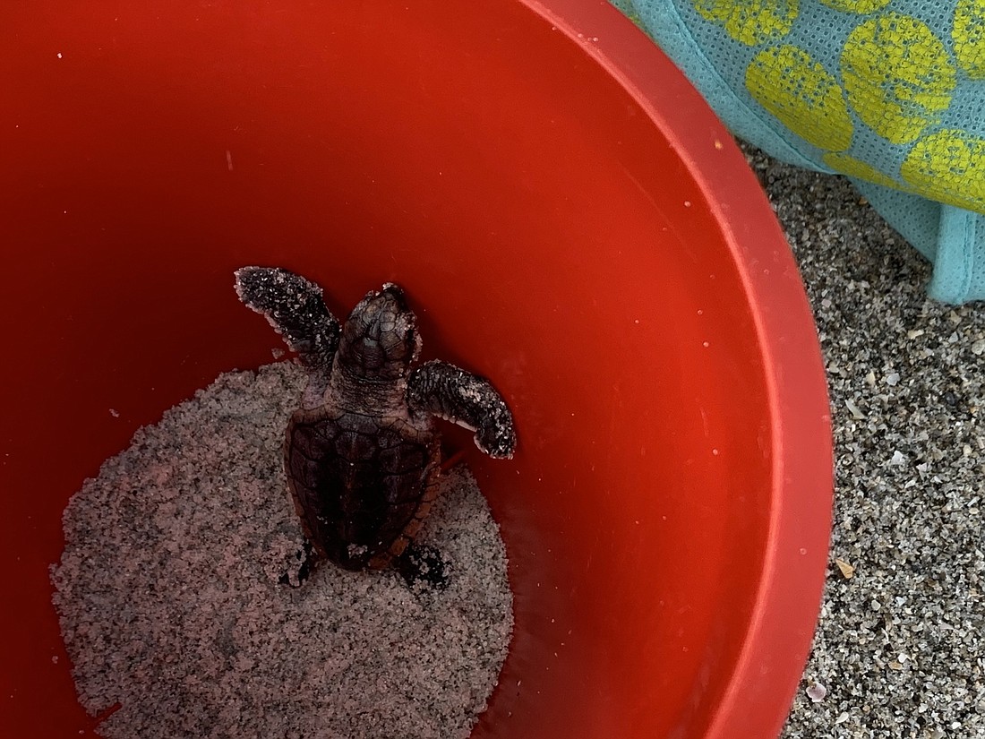 A baby turtle, who emerged too late to have a chance making it out to sea, will rest in this bucket until nightfall.