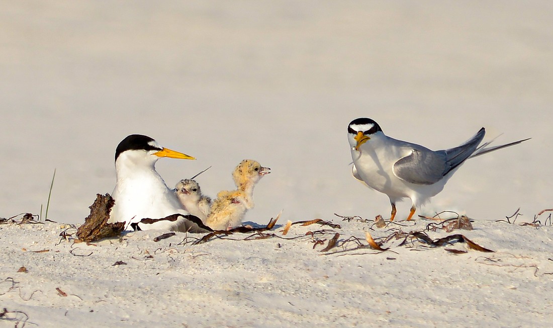 Least terns nested on Lido Beach this season in larger numbers, perhaps because they bypassed Longboat Key beaches. (Photo by Miri Hardy)