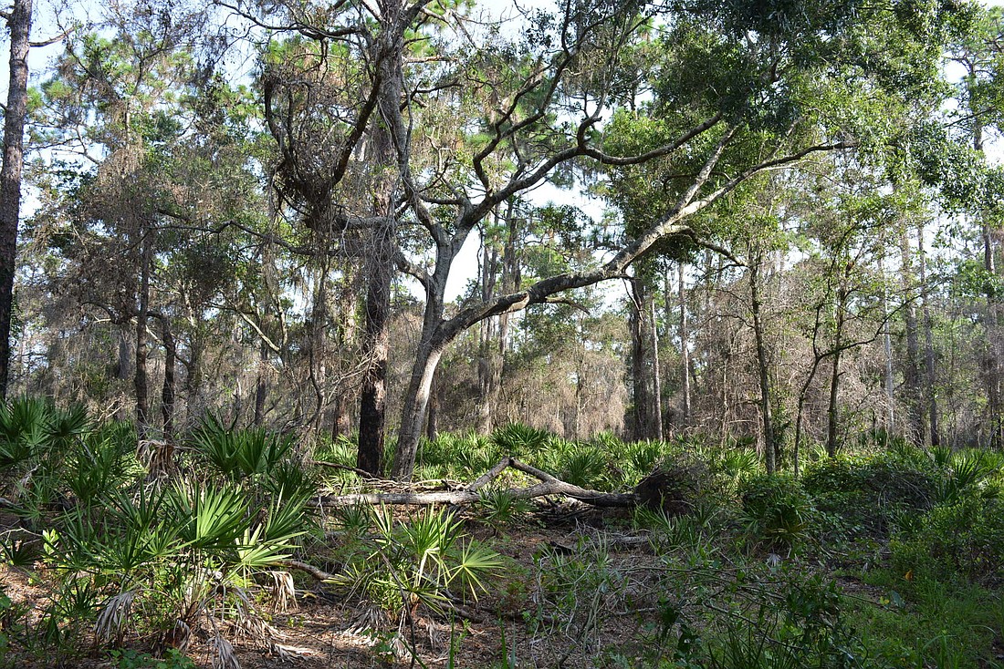 Johnson Preserve at Braden River was purchased with general county revenues and converted into a passive park. File Photo.