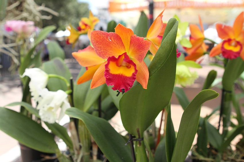 All Around Orchids offered a number of flowers and plants.