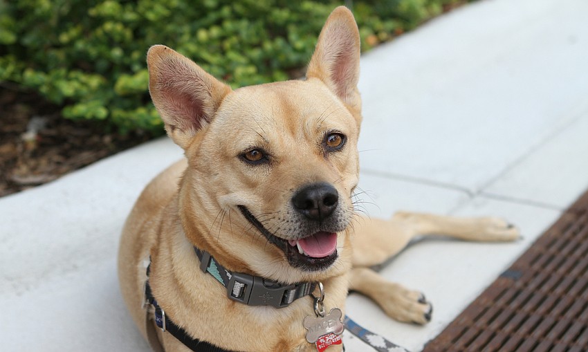 Macey the rescue dog kept cool.