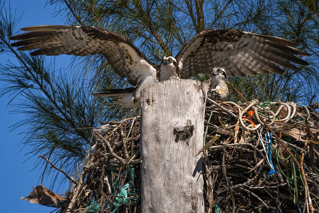 Plastics from our environment end up in osprey nests and in their food    supply. (Photo by Miri Hardy)
