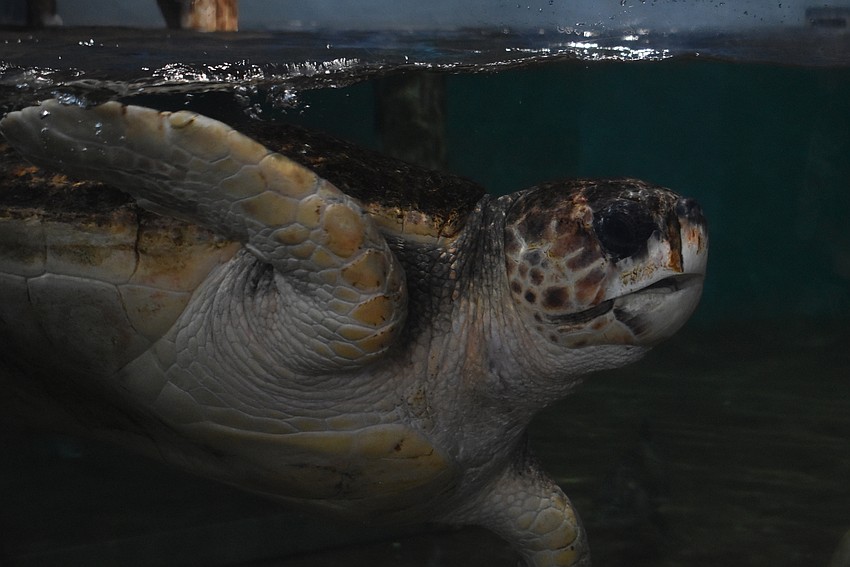 Get up close and personal with sea turtles before anyone else gets too close.