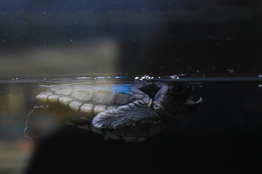 This tiny loggerhead hatchling came from Longboat Key and is spending time in Mote's hospital before being released.