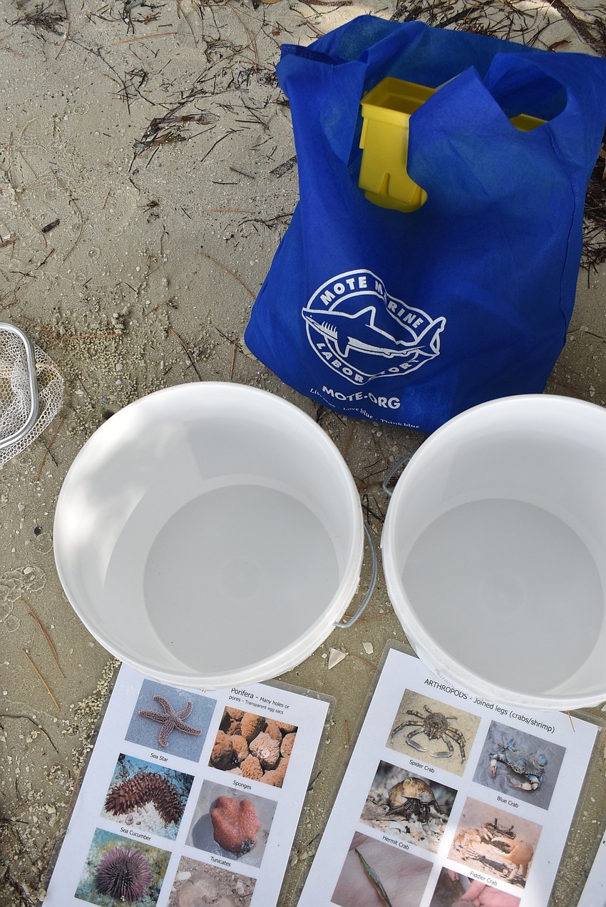Toys for young kids and buckets for sorting specimens are at a bay hideaway on Mote property.