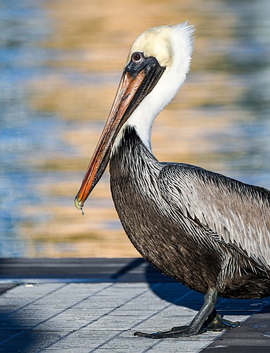 (Miri Hardy) If you hook a pelican while fishing, don&#39;t cut the line. Reel. Remove. Release.