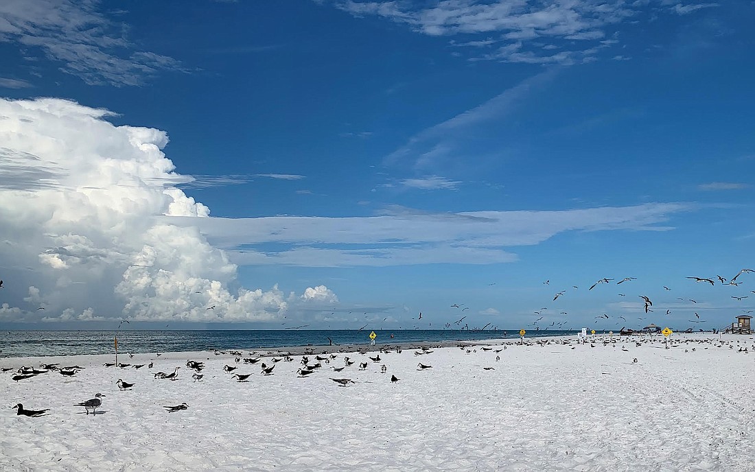 Lou Newman photo///Black skimmers spread out over Lido Beach.